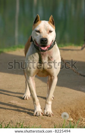 Photo of pit bull with metal chain leading to collar