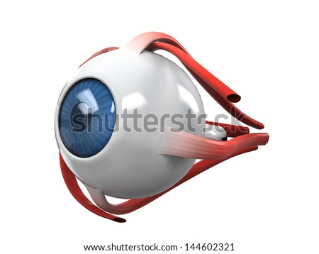 Human Eye Dissection Anatomy Human Eye Dissection Anatomy