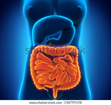 Intestinal Internal Organs Intestinal Internal Organs