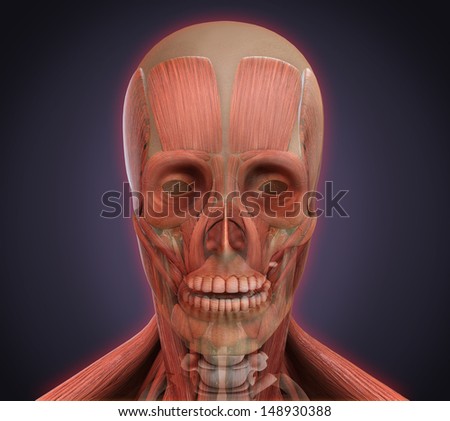 Human Face Anatomy Stock Photo 148930388 : Shutterstock