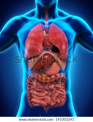 Anterior View Of Human Body Stock Photo 193303241 : Shutterstock