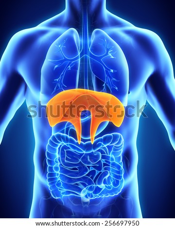 Human Diaphragm Anatomy Human Diaphragm Anatomy