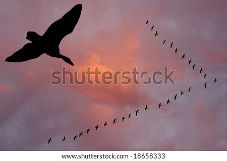Silhouettes of flying geese in V formation.