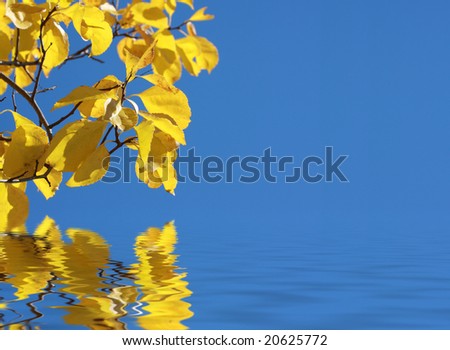 Sunlit yellow leaves against blue sky, reflected on water. (Shallow DOF, focus on the center leaves.)