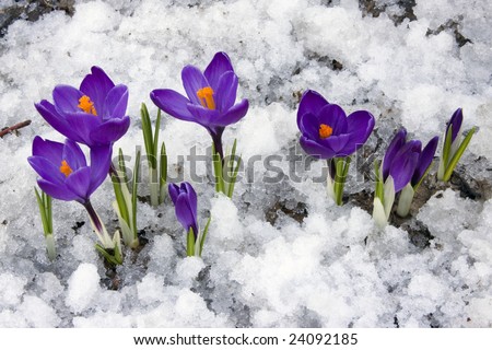 Crocus flowers blooming through the melting snow in the spring.