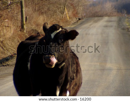 A moo cow stood in the road, blocking our path.  What\'s a photographer to do?  So I shot him!