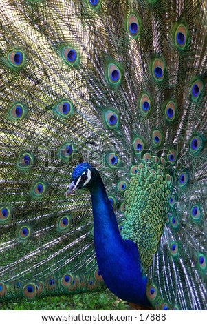 A \'blue ribbon\' peacock from the Ft. Rickey zoo in Utica, NY - he\'s displaying full feather here.