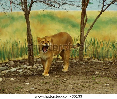 Roar! Yawn! A lion at the local Syracuse zoo.