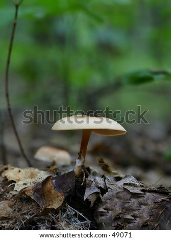 A unique view of a tan mushroom in the woods.