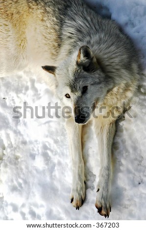 Wolf Looking Up