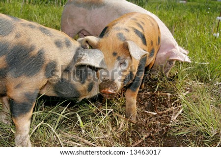 two farm pigs in a field at a farm