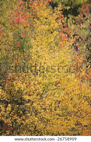 colorful fall photos from the Great Smoky Mountains National Park with orange, green and yellow