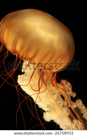one giant orange and yellow jellyfish swimming with tentacles following underwater