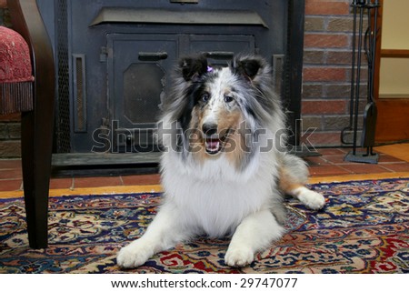 one pretty Sheltie dog headshot portrait in a livingroom natural setting