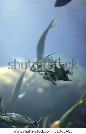 two fish swimming in a large aquarium underwater