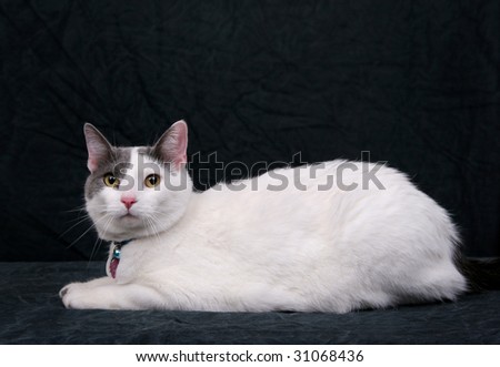 white cat on a black background