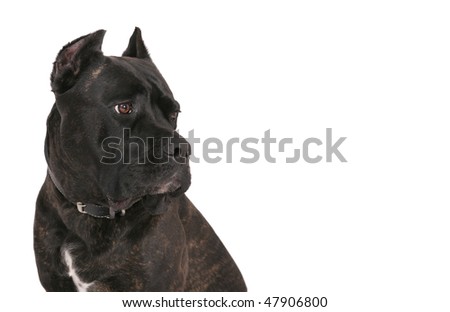 Black Bull Mastiff