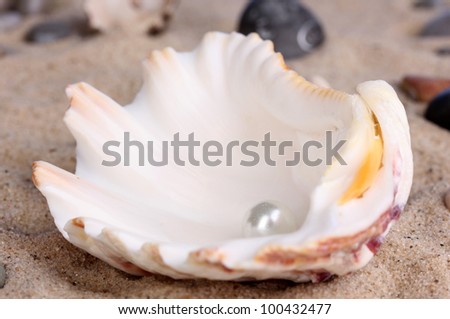 Sea shell with pearl on sand close-up