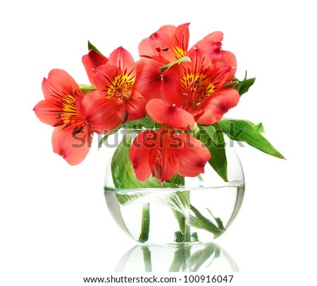 alstroemeria red flowers in vase isolated on white
