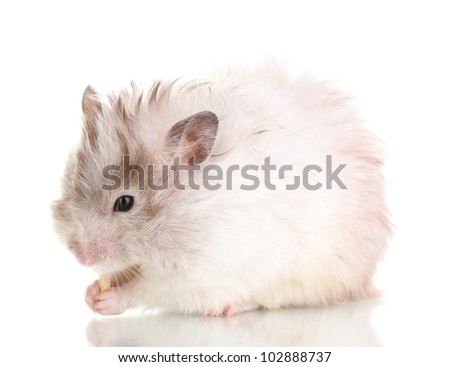 Cute hamster eating cheese isolated white
