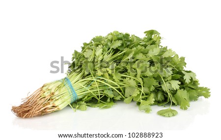 fresh coriander or cilantro isolated on white