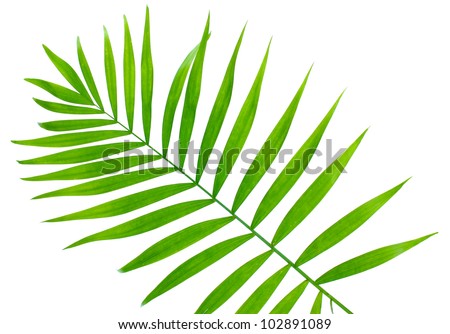 Green Palm Logo