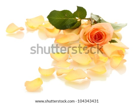 beautiful orange rose petals and rose isolated on white