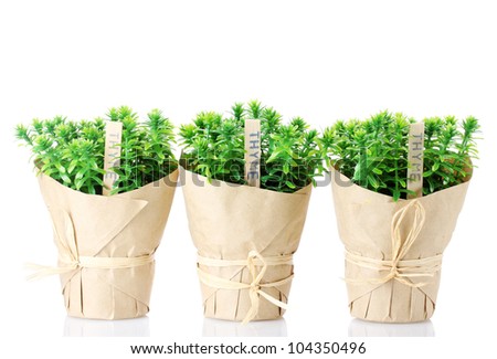 white herb pots