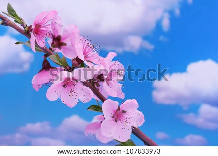 beautiful pink peach blossom on blue sky background