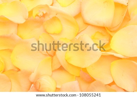 background of beautiful orange rose petals