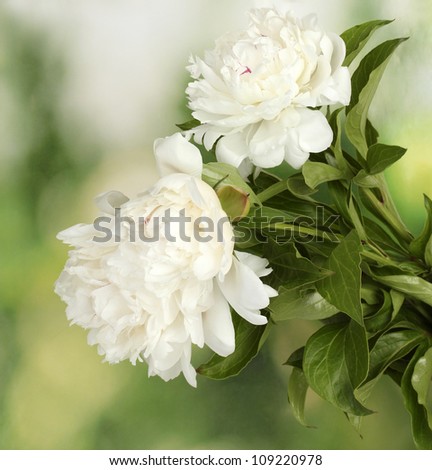 beautiful white peonies on green background