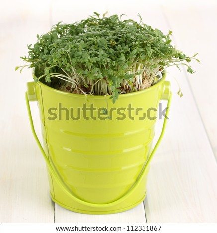 Fresh garden cress on pail on wooden table