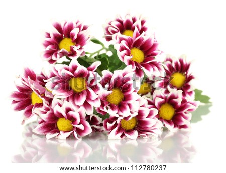 branch of beautiful purple chrysanthemums on white background close-up