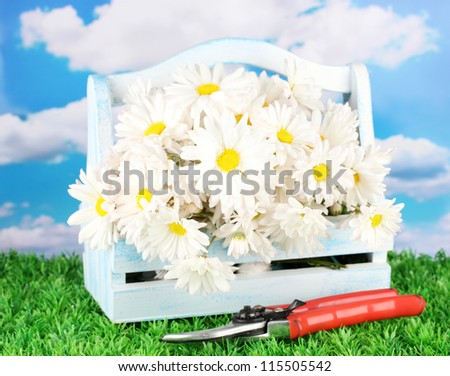 Flowers in wooden box on grass on blue background