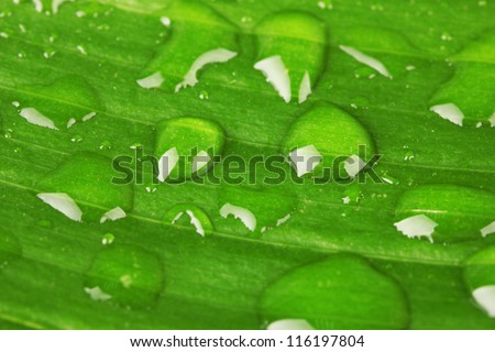 beautiful green leaf