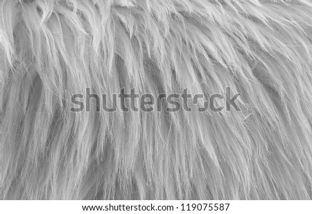 White fur texture, close-up.Useful as background