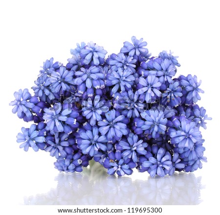 Muscari - hyacinth isolated on white