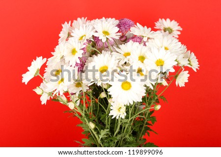 bouquet of daisies on the color background