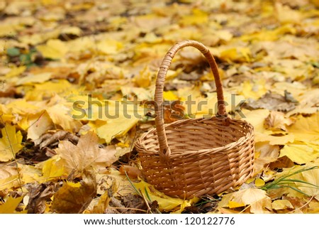 empty basket in garden on autumn leaves