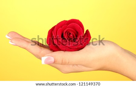Red rose with woman\'s hand on yellow background