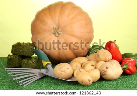 Ripe potatoes with pumpkin and pepper on grass on green background close-up