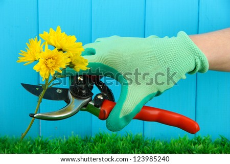 Secateurs with flower on fence background