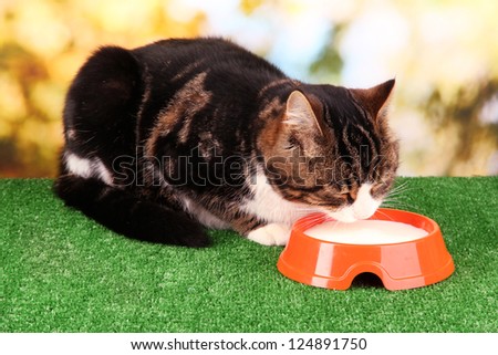cat eating on grass on bright background
