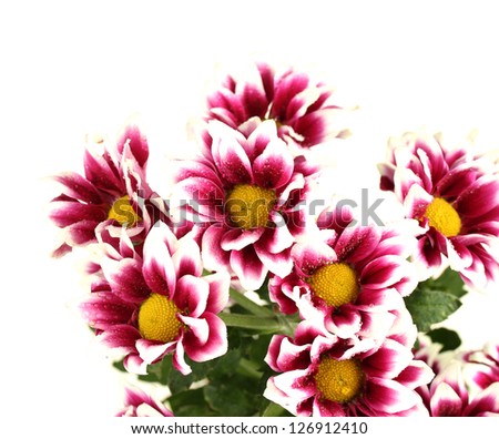 branch of beautiful purple chrysanthemums on white background close-up