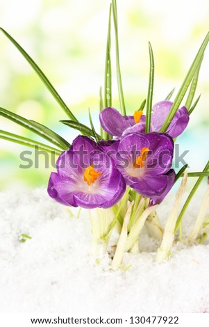 Beautiful purple crocuses on snow, on green background