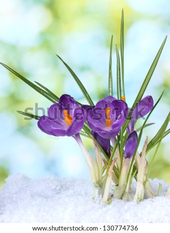 Beautiful purple crocuses on snow, on green background