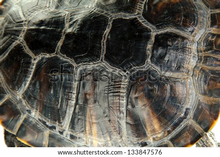 turtle shell close-up
