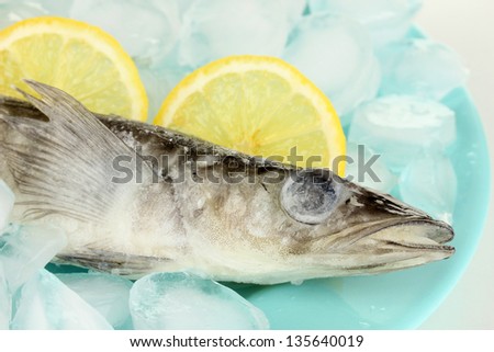 Frozen fish in plate with ice isolated on white