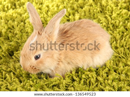 Fluffy foxy rabbit on carpet close-up