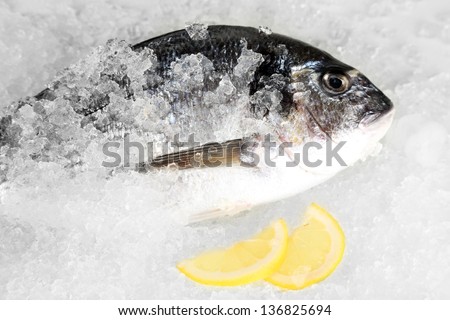 Dorado fish on ice
